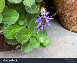 Image result for Monimiaceae