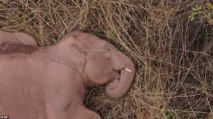 To study elephant sleep habits, researchers attached motion sensors to the elephants' trunks. A Herd Of Elephants Has Been Sleeping After Embarking On A 300 Mile Trek Across China Since Their Escape Eminetra New Zealand