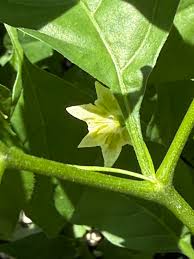 Image result for Eriospermum flexuosum