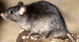Same day pest control solutions in santa ynez ca. Meet Santa Clarita S Most Invasive Rat And How To Control It Hometown Station Khts Fm 98 1 Am 1220 Santa Clarita Radio Santa Clarita News