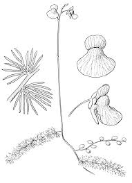 Image result for Utricularia