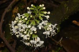 Image result for Clerodendrum silvanum