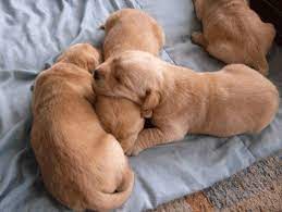 when should you start weaning puppies from their mother weaning puppies pregnant dog whelping puppies