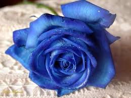 Jan 10, 2019 · look to the rare hue of these blue flowers to brighten up your garden. Lesson 16 From The Blue Roast Last Year Blue Rose Meaning Blue Roses Rose Seeds