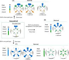Image result for Englerodendron mengei