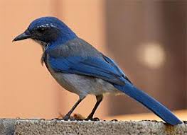 Gray Birds That Look Like Blue Jays Building Skills The 4 Keys To Bird Identification Blue Jay Bird Bird Beautiful Birds
