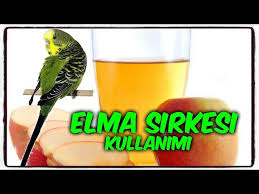 Muhabbet Kuslarinda Elma Sirkesi Nerede Ve Nasil Kullanilir Youtube