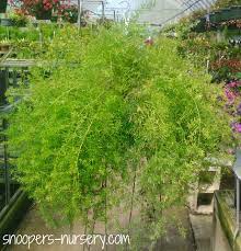 Ferns Snooper S Nursery Garden Center Hanging Ferns Fern Plant Plants