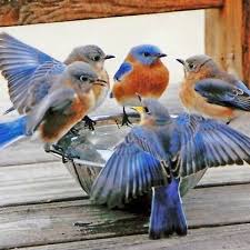 Birds Blooms Magazine Review Timeline Photos Birds Blooms Magazine Facebook Aves Hermosas Pajaros Exoticos Pajaros Y Flores