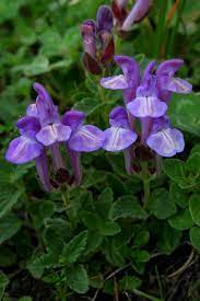 Scutellaria Alpina Flowers Plants Garden Plants
