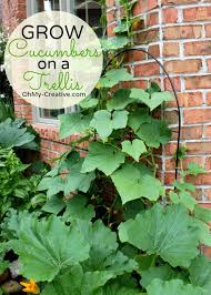 Learn how to grow cucumber seeds and plants in your home vegetable garden at burpee.com. Outdoor Decorating Gardening Small Space Gardening Grow Cucumbers On A Trellis Decor Object Your Daily Dose Of Best Home Decorating Ideas Interior Design Inspiration