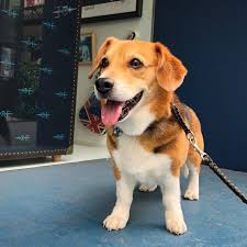 Check spelling or type a new query. The Corgi Beagle Mix Let S Keep This Short Sweet Animalso