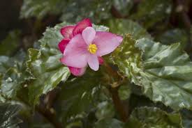 Image result for Begoniaceae