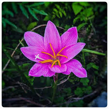 Image result for Glebionis carinata `German Flag`