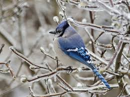 Gray Birds That Look Like Blue Jays Blue White And Gray Bird Winter Snow Birds Ice Branch Blue 720p Wallpaper Hdwallpaper Desktop Especies De Aves Fotos In This World