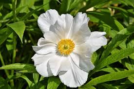 Greek name meaning flower. in mythology, this is the name of a goddess of flowers bláithín: 45 Types Of White Flowers With Pictures Flower Glossary