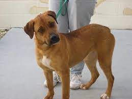 Whats On Your Mind Boxer Lab Mix Puppies Boxer Lab Boxer Lab Mixes