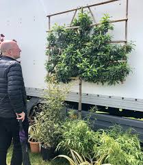 These prized, aromatic mediterranean natives are frequently planted in western gardens. How To Elegant Practical Garden Screening Pleached Tree Paradise Make It Moregeous