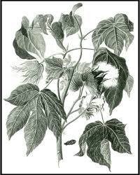 Image result for Gossypium barbadense