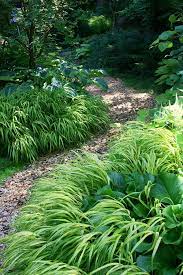 Hakonechloa Path Edging Shade Garden Plants Shade Garden Japanese Forest Grass