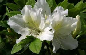 Azalea Japonica Mary Helen Azalea Kopen Witte Bloemen Planten Tuincentrum
