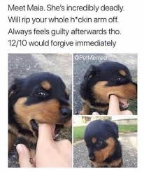 Top 30 Big Dog Memes Funny Dog Memes Funny Animals Funny Animal Memes