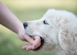 犬 の 甘 噛み