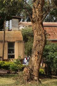 Image result for Millettia dura