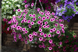Check spelling or type a new query. The Five Best Hanging Basket Plants Richard Jackson Garden