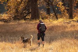 Do national parks allow dogs. 50 Dog Friendly National Parks And The Trails To Take Your Pup On The Fox Magazine