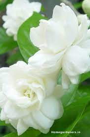 Pin On Gardening Ideas