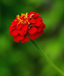 Download and use 100,000+ beautiful flowers stock photos for free. Nature The Best Of My Flowers Photographs Vol 4 Pentaxforums Com