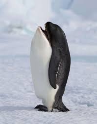 Photoshop is a brilliant invention. Majestically Morphed Creatures Photoshopped Animals Weird Animals Animal Mashups