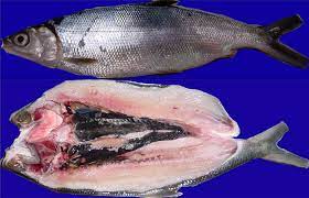 Makanan khas lampung ini dijamin bikin lidah berasa bergoyang karena hidangan ini dilengkapi dengan cabai yang pedas dan ditaburi bumbu yang gurih. Beragamnya Aneka Olahan Ikan Bandeng Halaman 1 Kompasiana Com