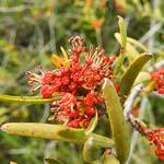 Image result for Picrodendraceae