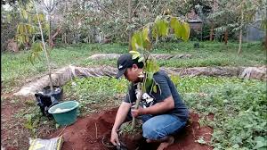 Durian sesuai ditanam dikawasan berbukit. Cara Menanam Durian Pendek Berbuah Banyak Youtube