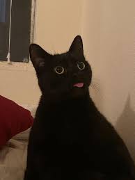 My Girlfriends Cat Blep Cats Dog Cat Cute Animals