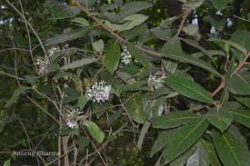 Image result for Pavetta sp. I