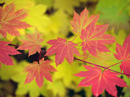 Their fall foliage ranges from yellow to orange to red, which contrasts beautifully with the dark gray trunk and branches. Bigleaf Maple Wyeast Blog