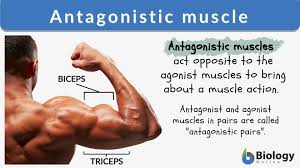 There is one deltoid muscle over each shoulder joint. Antagonistic Muscle Definition And Examples Biology Online Dictionary