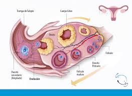 Como Calcular Tus Dias Fertiles Sin Errores