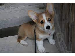 Corgi puppies for sale at socialized corgis home.pembroke welsh corgi puppies corgi puppies are low set, sturdy, active little dogs. Corgi Puppies For Adoption Animals Phoenix Arizona Announcement 75417