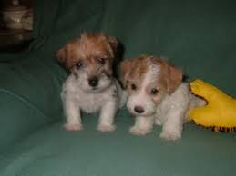 Check spelling or type a new query. Jack Russell Terrier Puppies In South Carolina