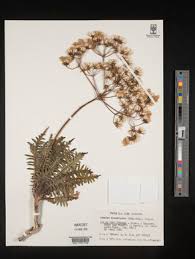 Image result for Sonchus dregeanus