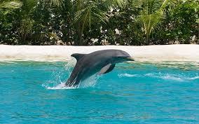 Types Of Dolphins Dolphin Facts And Information