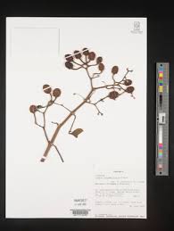 Image result for Cissus cucumerifolia