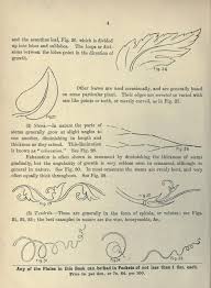 Cusack S Freehand Ornament A Text Book With Chapters On Elements Principles And Methods Of Freehand Art Nouveau Pattern Ornament Drawing Silhouette Stencil