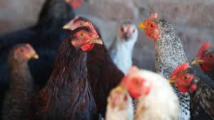 Cdc warns of a 'rapidly growing' salmonella outbreak amid more than 200 reported infections. Salmonella Cdc Urges Americans Not To Kiss Chickens Amid Outbreak Bbc News