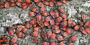 Feuerwanze Was Ist Das Fur Ein Roter Kafer In Meinem Garten