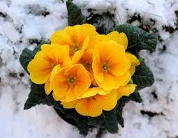 See winter flowers that are absolutely perfect for weddings, sweet peas, stocks, hyacinth, helleborus, double parrot tulips, snowberries and more. 15 Best Plants That Bloom In Winter Flowers That Develop In The Cold